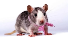 Ako zistiť vek potkana, rozdiely mladých potkanov zo starších ľudí